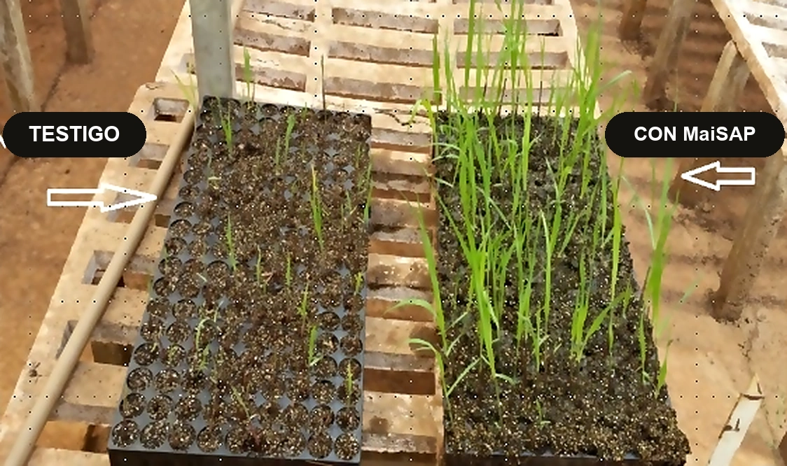 Dos bandejas de plantines lado a lado: la del testigo con brotes cortos y ralos, la tratada con producto con brotes altos y densos.
