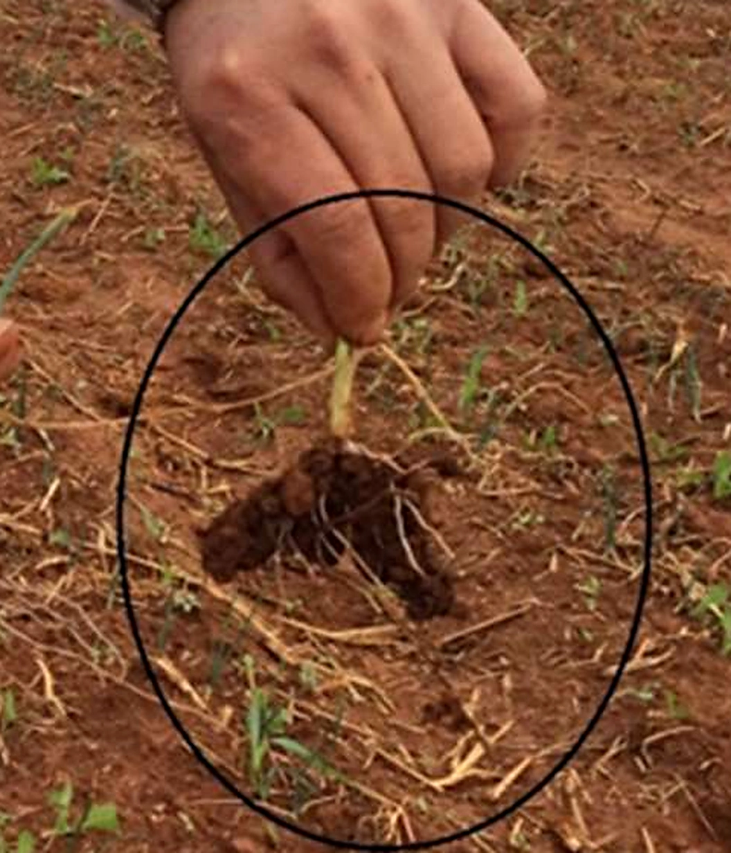 Un agrónomo levanta una planta del suelo: la raíz sale con un pan de tierra húmeda pegado, rodeada de terreno seco.