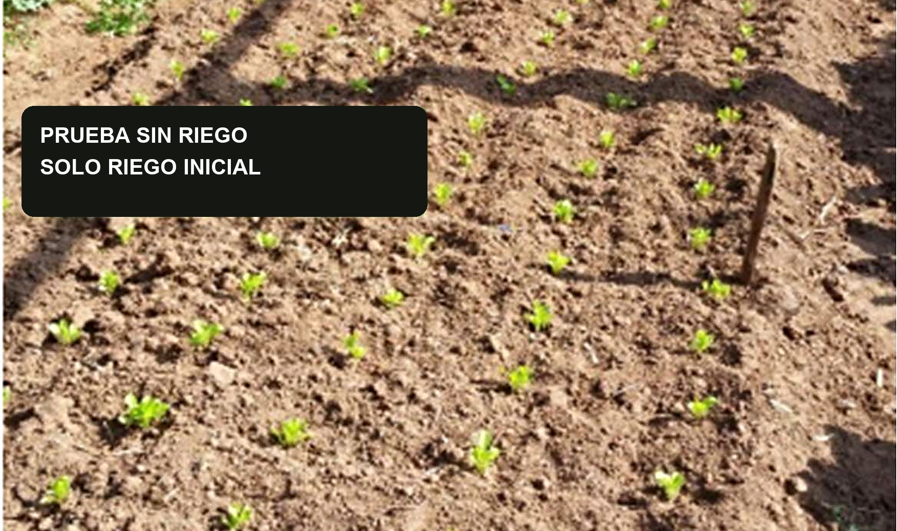 Cantero de plantines de lechuga verdes y sanos sobre suelo visiblemente seco.